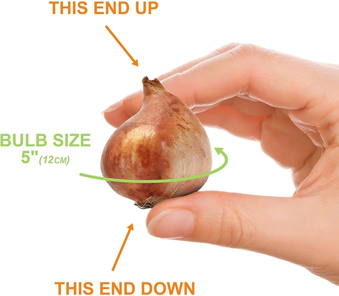 Garden State Bulb Maroon and Orange Mix Triumph Tulip Flower Bulbs, 12/+ cm, Fall Planting (Bag of 25)