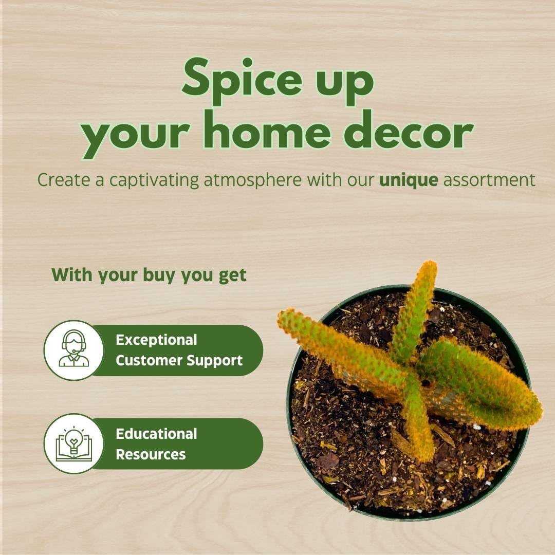 BubbleBlooms Bunny-Ears Prickly-pear Copper Red, 3 inch Pot Opuntia microdasys