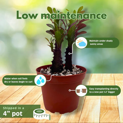 BubbleBlooms Red African Milk Tree, Euphorbia trigona 4 inch Pot, Red Cathedral Cactus Milktree