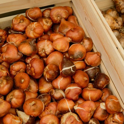 10 Tulip Bulbs for Fall Planting Bulk, Tulip Bulb, Perennial Flower Bulbs for Garden Growing, Tulip Bulbs Bulk (Double Mix)