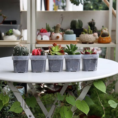 BangQiao 100 Pack 2.55 Inch Small Clear Plastic Square Nursery and Seedling Pot with Drain Hole for Germination, Cactus, Herb, Succulent