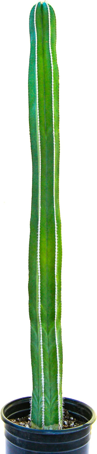 Cactus Outlet - Mexican Fence Post Cacti - Cactus Plants Live, 12”-18" Live Plants Indoor & Outdoor Use, Rare Large Live Cactus - Landscape Ready Large Cactus Plant Live Delivered Right to Your Door