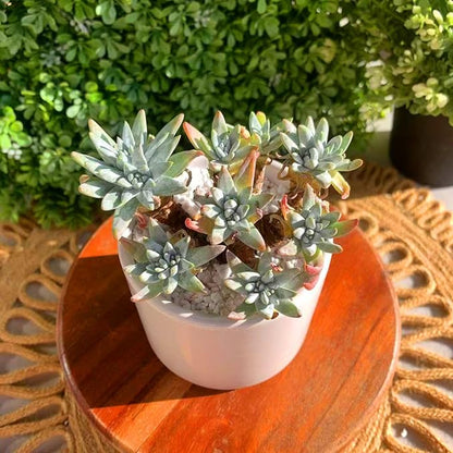 Dudleya Gnoma S.W.McCabe Rare Live Succulent Plants, Over 5 Heads Pot Size 3.4 inches Pink Live Plant, Excludes Pot Soil, Garden Indoor Office Desk, Party Baby Shower Decor, Gift for Plant Enthusiasts