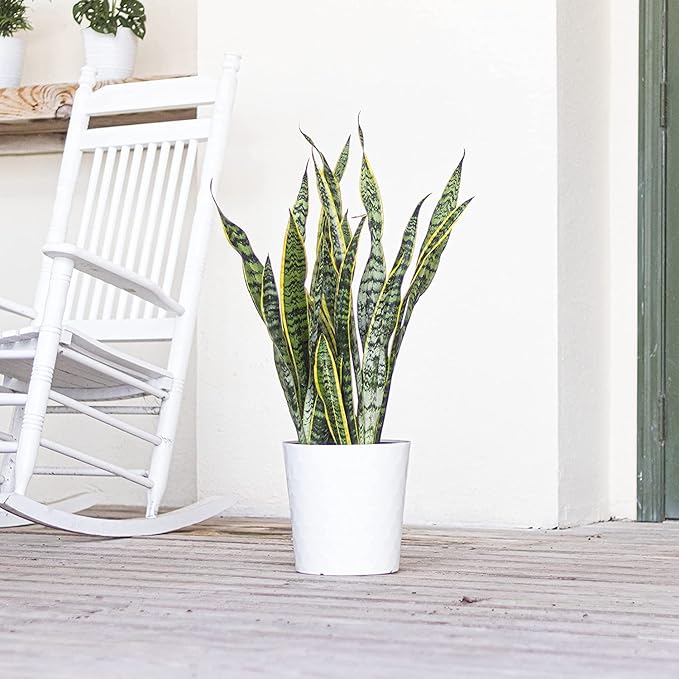 United Nursery Live Snake Plant, Sansevieria Trifasciata Laurentii, Variegated Snake Plant, 2-3 ft. Tall Mother in Laws Tongue House Plant for Indoor and Outdoor (Cream Decor Pot)