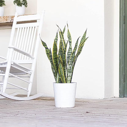 United Nursery Live Snake Plant, Sansevieria Trifasciata Laurentii, Variegated Snake Plant, 2-3 ft. Tall Mother in Laws Tongue House Plant for Indoor and Outdoor (Cream Decor Pot)