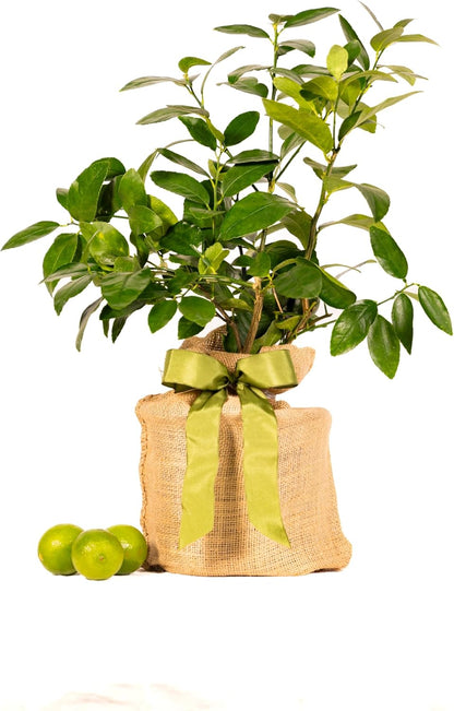 Persian Lime Housewarming Gift Tree by The Magnolia Company - Easy Care, Dwarf Fruit Tree with Juicy & Delicious Limes, Outdoor Live Citrus Tree Can't Ship to CA, AL, AZ, LA, TX