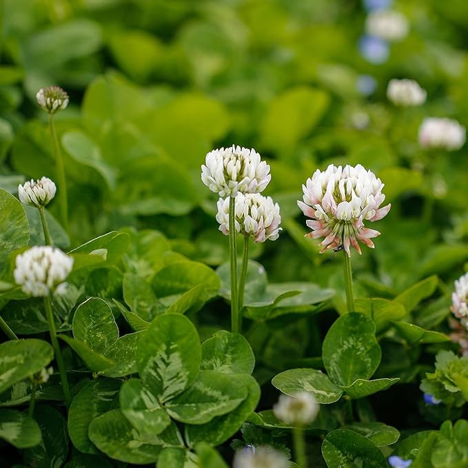 Outsidepride Perennial White Dutch Clover Seed - 40 lbs. Nitrocoated, Inoculated Clover Seeds for Lawn Alternative, Erosion Control, Food Plots, Ground Cover, & Pasture Mixtures in USDA Zones 3-10