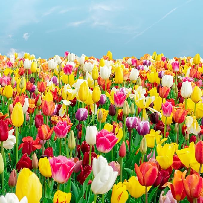 100 Mixed Tulip Flower Bulbs – Bulk Pack of Colorful Tulips for Spring Blooms – Easy Fall Planting - Plant in Gardens, Borders & Flowerbeds - Bulb Size 11/12cm - Willard & May