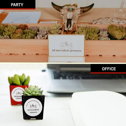 Live Succulents Plants Mystery Pack - Variety of Well Rooted Plants in 2 Inch Pots - Real, Small, Assorted Houseplants for Indoor, DIY, Home Decor, Wedding, or Birthday Gifts (64 Pack)