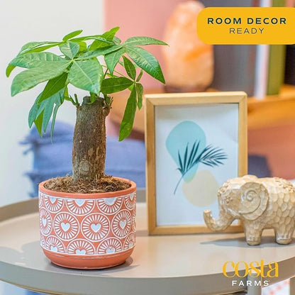 Costa Farms Money Tree, Small Easy to Grow Live Indoor Plant, Live Houseplant in Indoor Plant Pot, Bonsai Potted in Potting Soil, Birthday, Housewarming, Tabletop and Office Home Decor, 10-Inches Tall