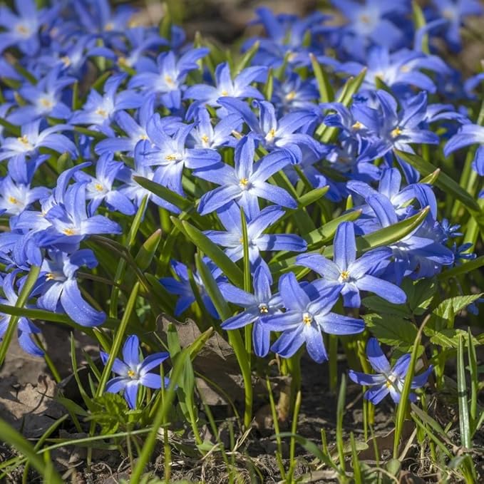 Amazing Rock Garden Flower Collection- 55 Bulbs - Featuring 4 Varieties of Flowers - Beautiful Mix of Pinks, Purples, Whites and Blues - Attracts Butterflies, Bees & Hummingbirds