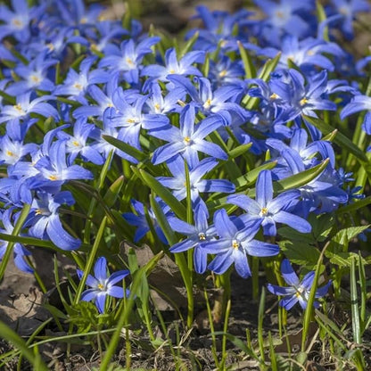 Amazing Rock Garden Flower Collection- 55 Bulbs - Featuring 4 Varieties of Flowers - Beautiful Mix of Pinks, Purples, Whites and Blues - Attracts Butterflies, Bees & Hummingbirds