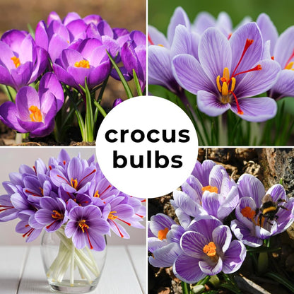 Rare Saffron Spice Crocus Bulbs - 10 Healthy Bulbs to Grow - Grow Saffron Spice - Very Rare