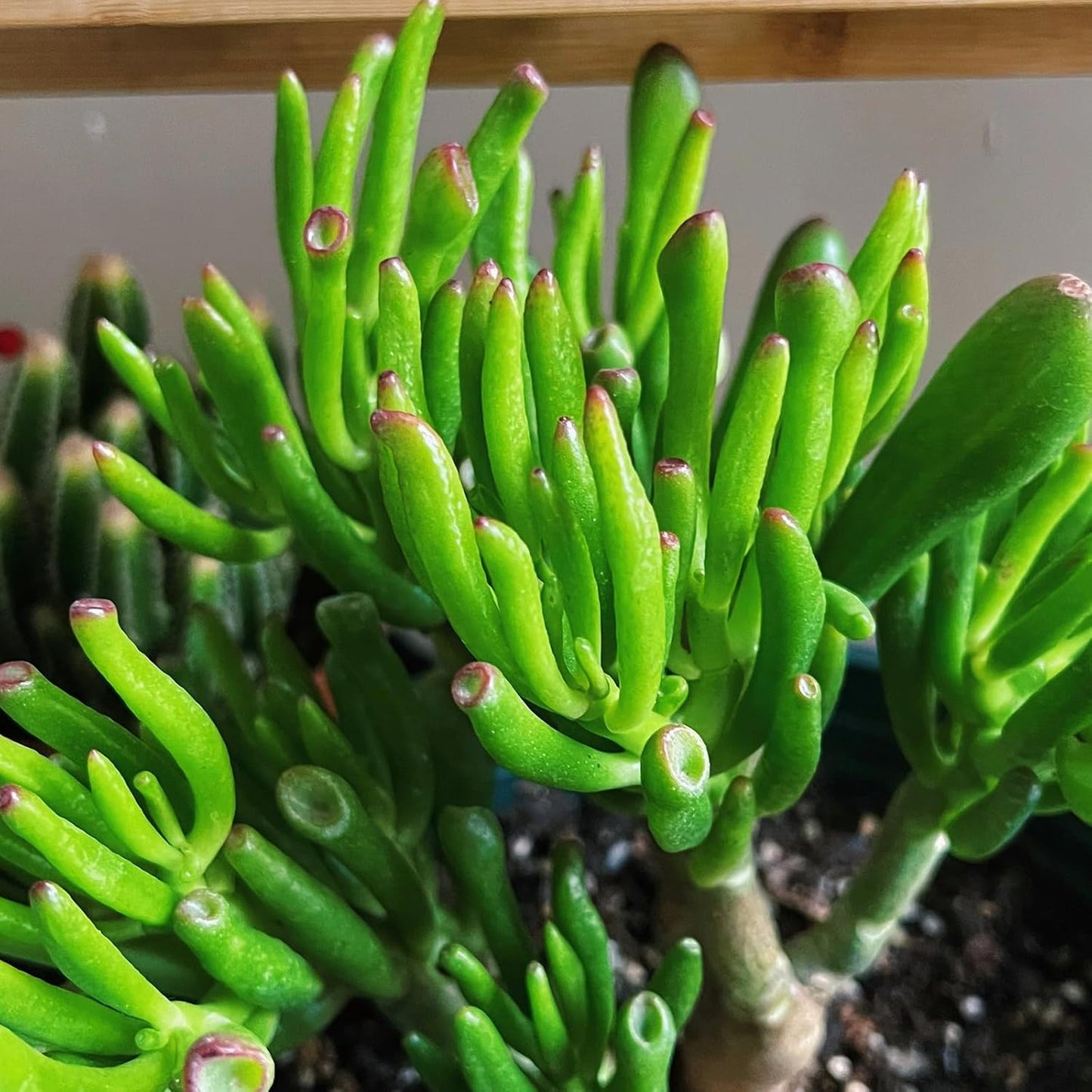 Sprout N Green Gollum Jade - Crassula Ovata Gollum, Rare Cute Succulent Plant Fully Rooted in 4" Pot