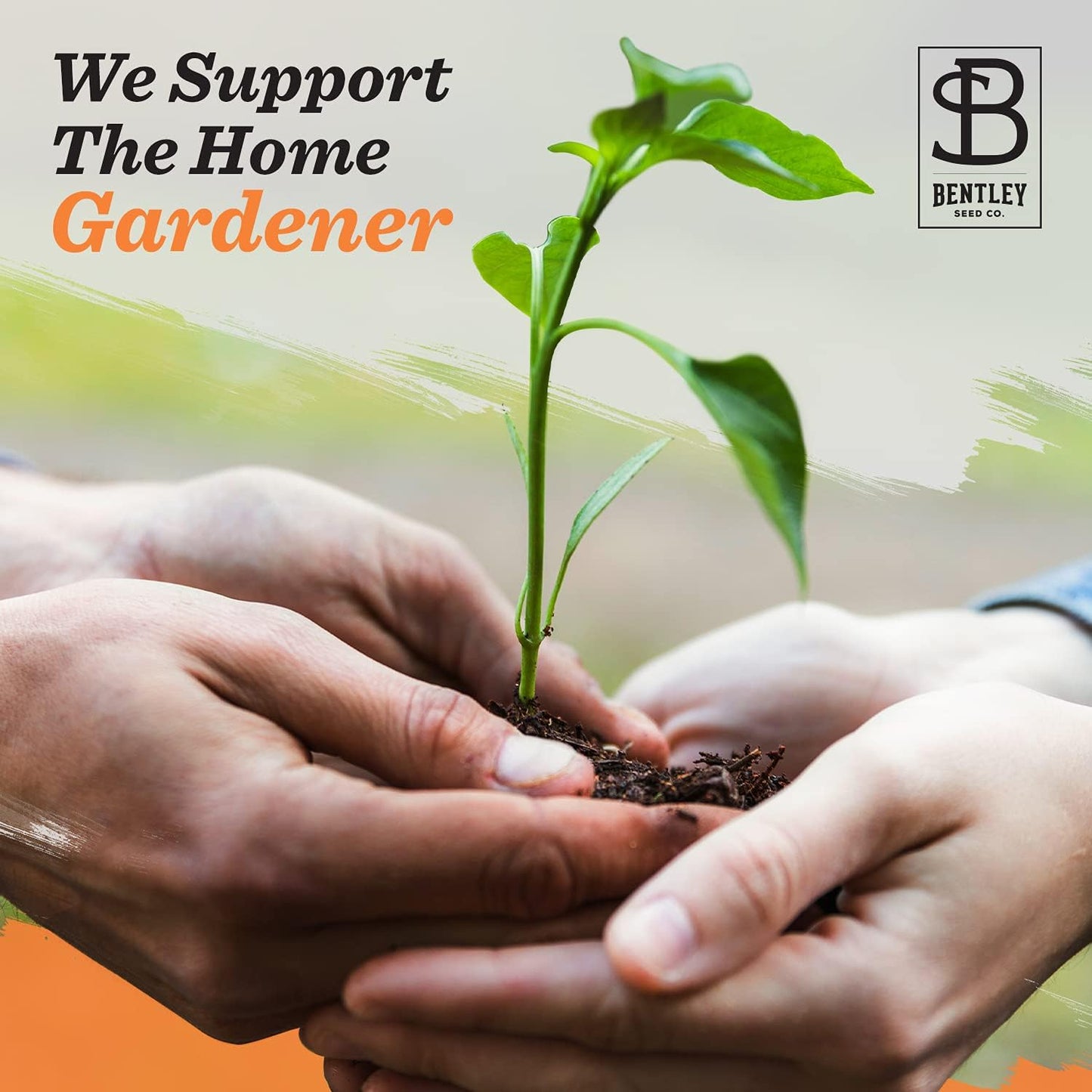 Vegetable and Herb Seeds Variety Pack for Home Garden Planting, AB