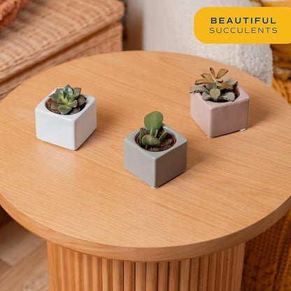 Costa Farms Mini Succulents (3-Pack), Assorted Live Indoor Succulent Plants in Cute Decor Planters, Grower's Choice Easy Care Houseplants, Tabletop, Office, Desk, or Room Decor, 2-Inches Tall, ceramic