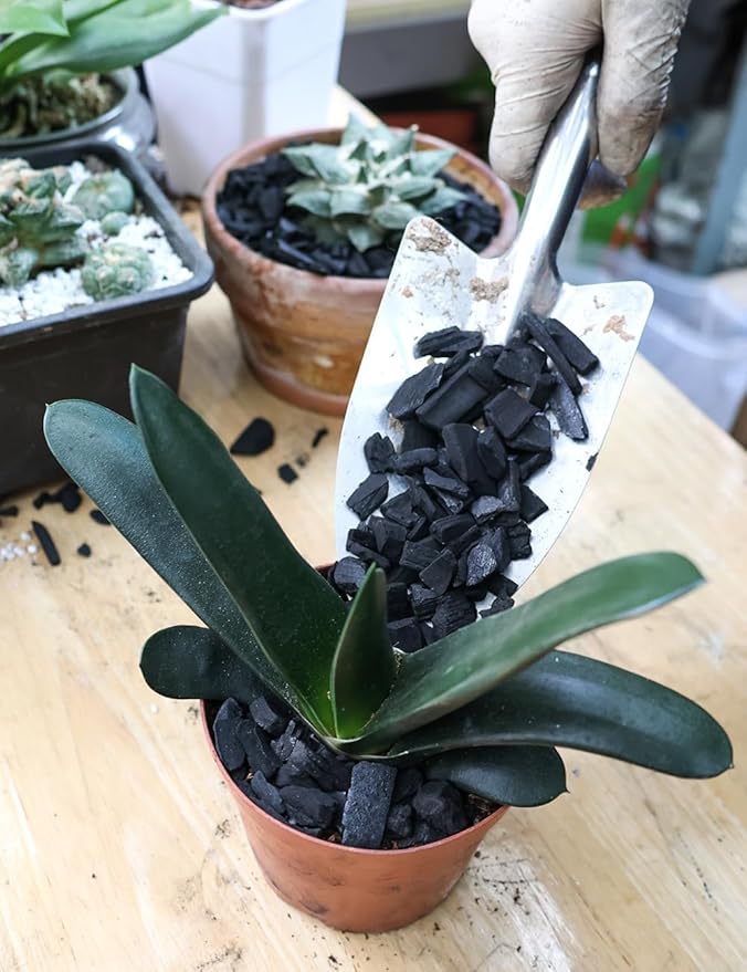 TOYPOPOR Horticultural Charcoal for Indoor Plants (10 Quarts) Hardwood Potting Soil Amendment Helps Improve Drainage for Orchids, Succulent, Cactus, Terrariums, and Gardening