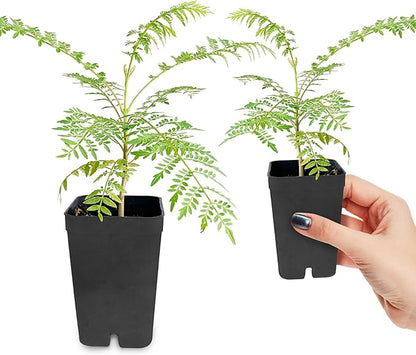 My Shelfie - Mini Jacaranda Tree, 3-4 Inch Tall Bonsai Tree in 2-Inch Pot, Trees Live Plants Outdoor Hardiness Zones 9-11, Bonsai Tree Live with Purple Flowers