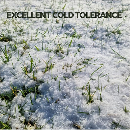 Brownie Brand Kentucky Bluegrass Seed – Premium Lawn Seed for Overseeding, Repairing Bare Spots, and Growing Thick Cool-Season Bluegrass Grass Turf