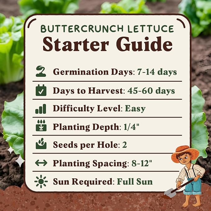 Seedboy Organic Lettuce Seeds for Planting Indoor and Outdoor, Non-GMO and USDA Certified Vegetable Seed Packet for Hydroponic Garden Indoor or Planting Outdoors (Buttercrunch Lettuce)