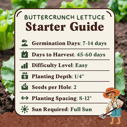 Seedboy Organic Lettuce Seeds for Planting Indoor and Outdoor, Non-GMO and USDA Certified Vegetable Seed Packet for Hydroponic Garden Indoor or Planting Outdoors (Buttercrunch Lettuce)
