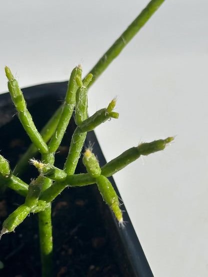 Organic Mistletoe Cactus (Rhipsalis pilocarpa) in 2.5 inch Pot, Hairy-Fruited Wickerware Cactus, Live Rhipsalis pilocarpa Plant, Hairy Pencil Cactus Plant by Smoke Camp Crafts