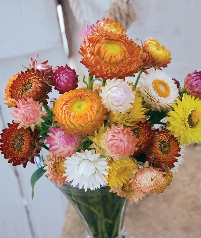 Burpee Tall Mixed Colors Strawflower Seeds 750 seeds