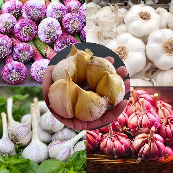 1 Pound Garlic for Planting in Fall Hardneck Softneck, 8-10 Top Size Garlic Bulbs for Planting, Fresh and High Yield Bulb Variety Pack, Hardy and Fast Growing (Random Mix)
