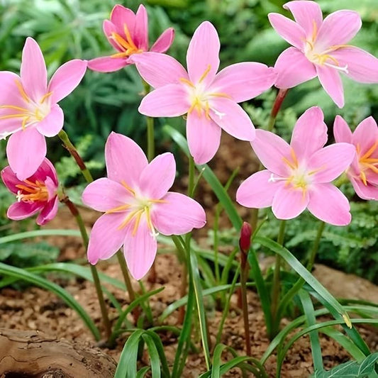 Zephyranthes Robustus Bulbs - Long Lasting Blooms, Perennial Rain Lily Bulk & Wholesale Bulbs for Planting | Easy to Grow and Low Maintenance (20 Pack)