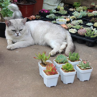 BangQiao 100 Pack 2.55 Inch Small White Plastic Square Nursery and Seedling Pot with Drain Hole for Germination, Cactus, Herb, Succulent