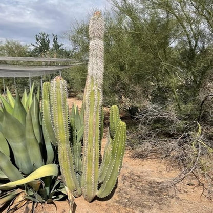 Cactus Outlet - Senita Live Cactus, Cactus Plants Live, Live Plants Indoor & Outdoor Use 12”-18”