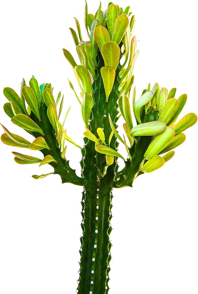 Cactus Outlet - Cactus Plants Live, Euphorbia Royaleana Live Cactus 18”-24" - Rare Large Live Cactus - Landscape Ready Large Cactus Plant Live Delivered Right to Your Door