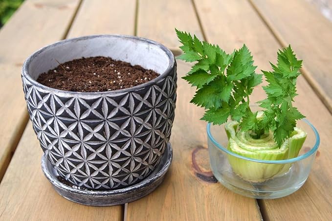 GARDENERA Premium Celery Potting Soil Mix - Optimal Nutrient-Rich Blend for Thriving and Crisp Celery Plants - 2 Quart