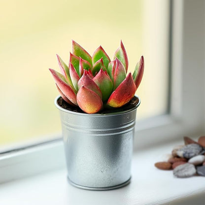 2" Live Succulent 'E. Agavoides Horse', Rare Succulent Plants Fully Rooted in Pots, Unique House Plant for DIY, Party Favor, Home Office Decoration