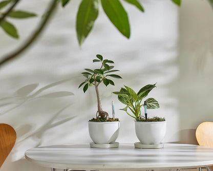 Sustee Aquameter - Medium - Black - Bundle of 4 - Leave-in Soil Moisture Meter for Potted Plants - Plant Water Sensor - Refillable