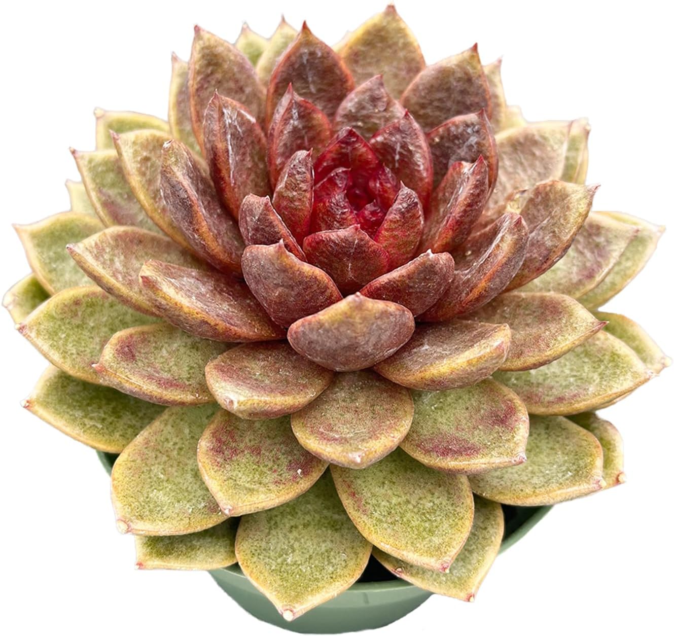 Live Succulents Echeveria 'Chocolate-Mousse' (4-inch), Succulent Plants Fully Rooted in Pots with Soil, Easy-Care House Plant for DIY, Home Office Decor, Wedding Party Favor