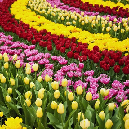 10 Tulip Bulbs for Fall Planting Bulk, Tulip Bulb, Perennial Flower Bulbs for Garden Growing, Tulip Bulbs Bulk (Mix)