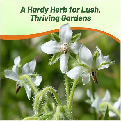 Outsidepride White Borage Seeds for Planting – 2000 Pcs. Annual, Drought-Tolerant Herb Seeds with Star-Shaped Blooms, Attracts Bees for Pollinator Gardens, Summer Teas, Decoration & Culinary Use