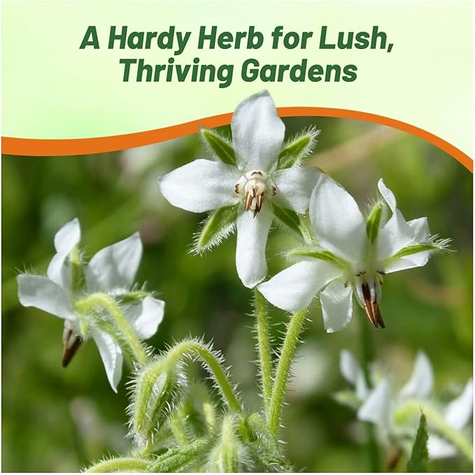 Outsidepride White Borage Seeds for Planting – 1000 Pcs. Annual, Drought-Tolerant Herb Seeds with Star-Shaped Blooms, Attracts Bees for Pollinator Gardens, Summer Teas, Decoration & Culinary Use