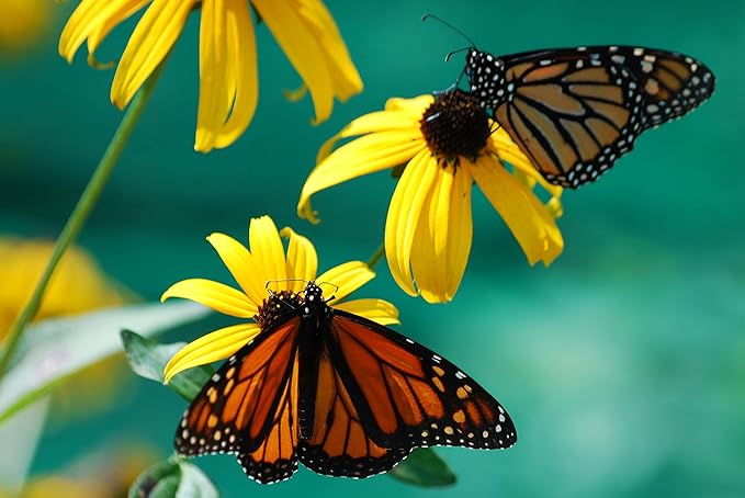 Black Eyed Susan Seeds for Planting, 1 Ounce, Giving You Beautiful Black Eyed Susan Flowers, Non-GMO, Heirloom Seed Varieties…