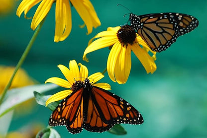 Black Eyed Susan Seeds for Planting, 1 Ounce, Giving You Beautiful Black Eyed Susan Flowers, Non-GMO, Heirloom Seed Varieties…