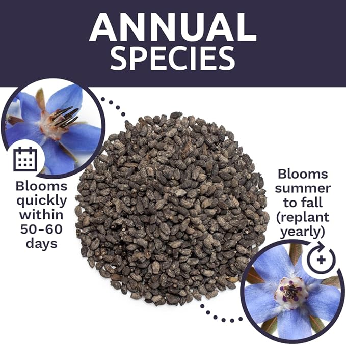 Borage Seeds – Extra Large Packet – Over 1,200 Open Pollinated Non-GMO Wildflower Seeds – Borago officianalis