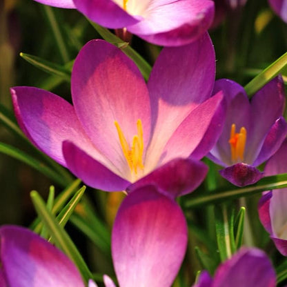 Easy to Grow Crocus Ruby Giant 20 Plant Bulbs - Magenta Pink Flowers in Late Winter to Spring, Full Sun Outdoor Zones 3-8