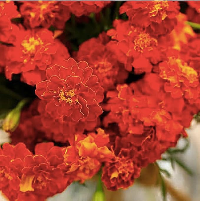 Red Cherry Marigold Seeds