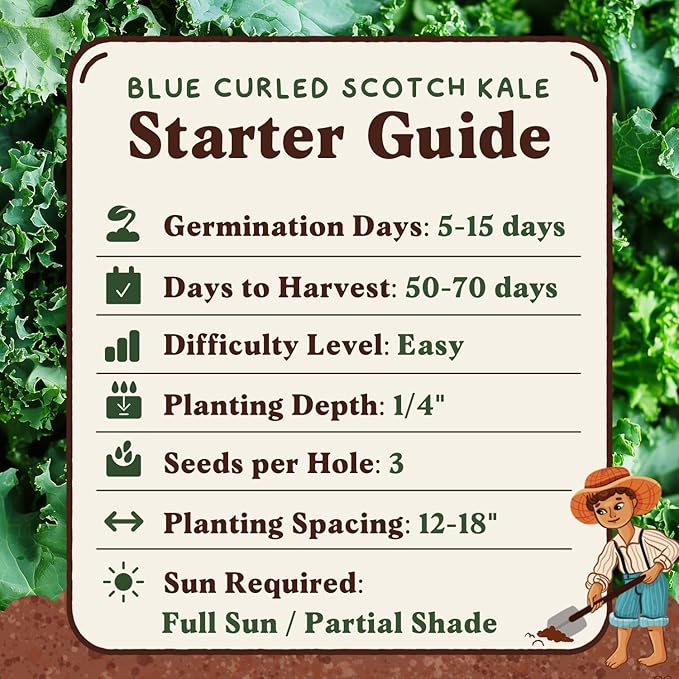 Seedboy Organic Kale Seeds for Planting Indoor and Outdoor, Non-GMO and USDA Certified Vegetable Seed Packet for Hydroponic Garden Indoor or Planting Outdoors (Blue Curled Scotch Kale)