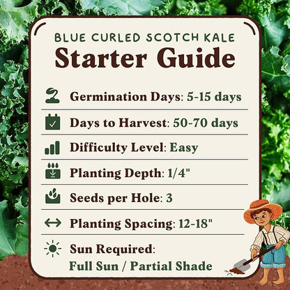 Seedboy Organic Kale Seeds for Planting Indoor and Outdoor, Non-GMO and USDA Certified Vegetable Seed Packet for Hydroponic Garden Indoor or Planting Outdoors (Blue Curled Scotch Kale)