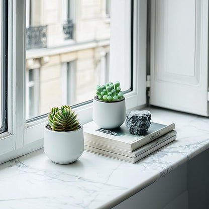 2" Live Succulent Crassula cv. Buddha's Temple, Succulent Plants Fully Rooted in Pots, Unique House Plant for DIY, Party Favor, Home Office Decoration