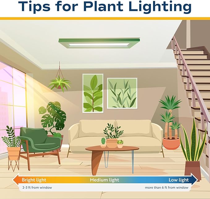 Costa Farms Money Tree Live Plant | 8-10 Inches Tall | Easy to Grow Indoor Houseplant in 2.5 Inch Cute Planter | Live Bonsai Home, Office, or Room Decor | Gardening, Birthday, and Housewarming Gift