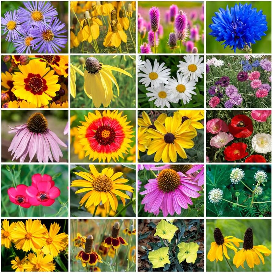 Park Seed Grow Your Own Vibrant Annual and Perennial Wildflower Garden Seeds Mixture, Easy to Grow Varieties for Pollinators and Spring Gardens - Midwest Regional Mix, 1 lb