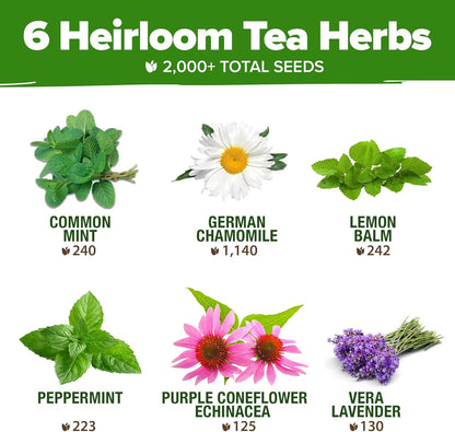 HOME GROWN Medicinal Herb Seeds Vault – 2,000+ Seeds, 6 𝗡𝗢𝗡-𝗚𝗠𝗢 𝗨𝗦𝗔 Heirloom Varieties for Indoor & Outdoor Garden – Lavender, Chamomile,Mint,Lemon Balm,Peppermint,Echinacea +Garden Markers